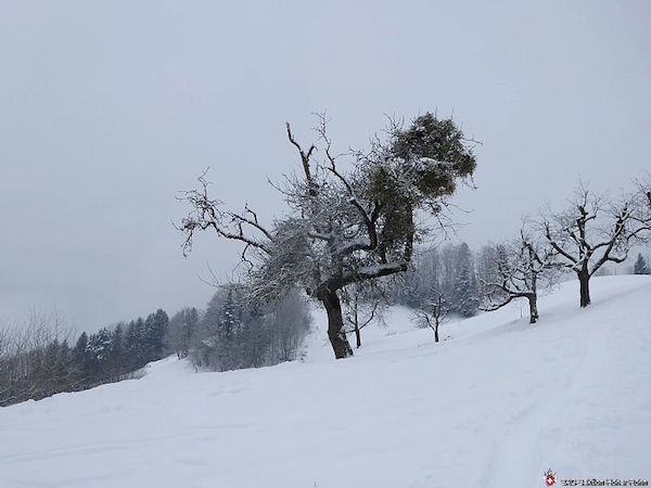 Wildspitz 1588 m (S/B/L) Claude Andres