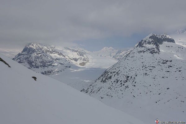 Aletschhorn 4193m (S/B/ZS) Daniel Tanner