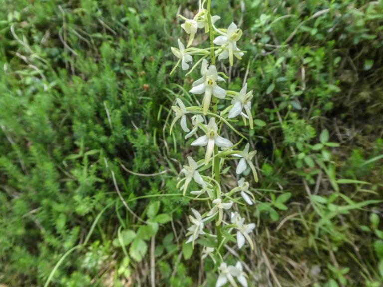 2019_SAC-Flims_Bild13_P1060010-25-2