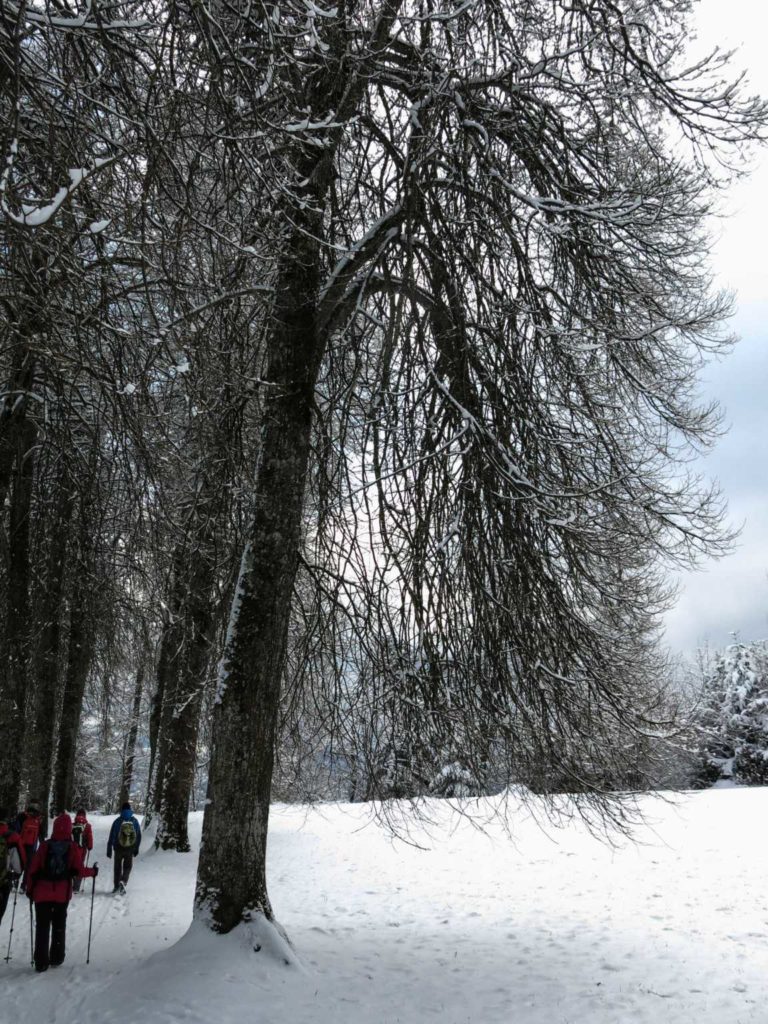 IMG_7282-34-2