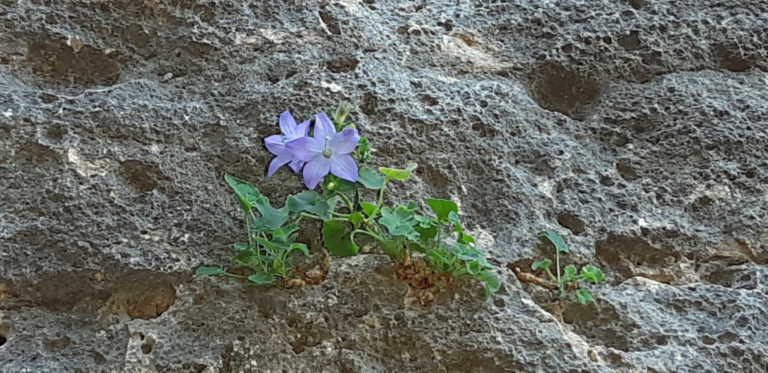 Blumen_im_Fels