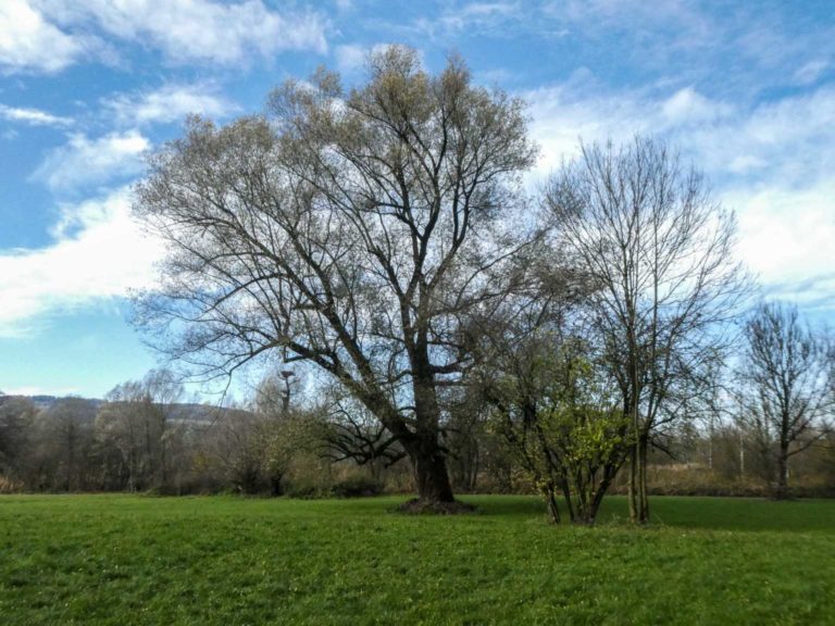 2019_SACUster_Bild12_P1070471-47-2