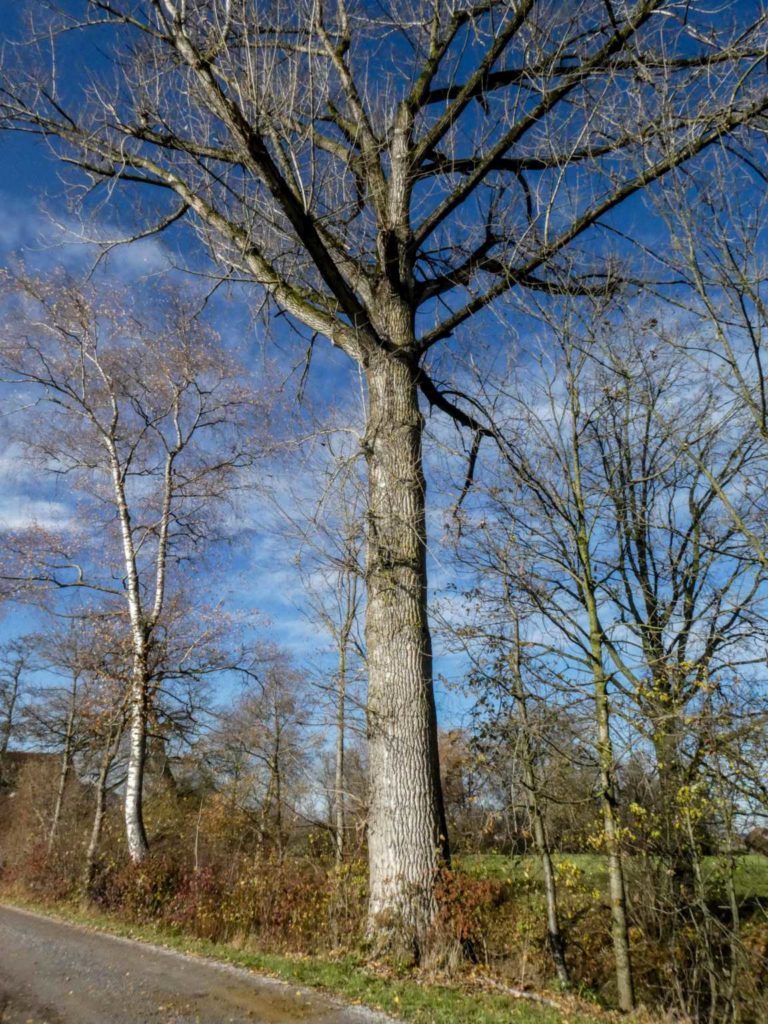 2019_SACUster_Bild14_P1070475-51-2