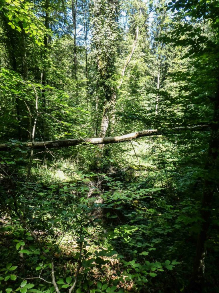 Bild15_P1080569-40
