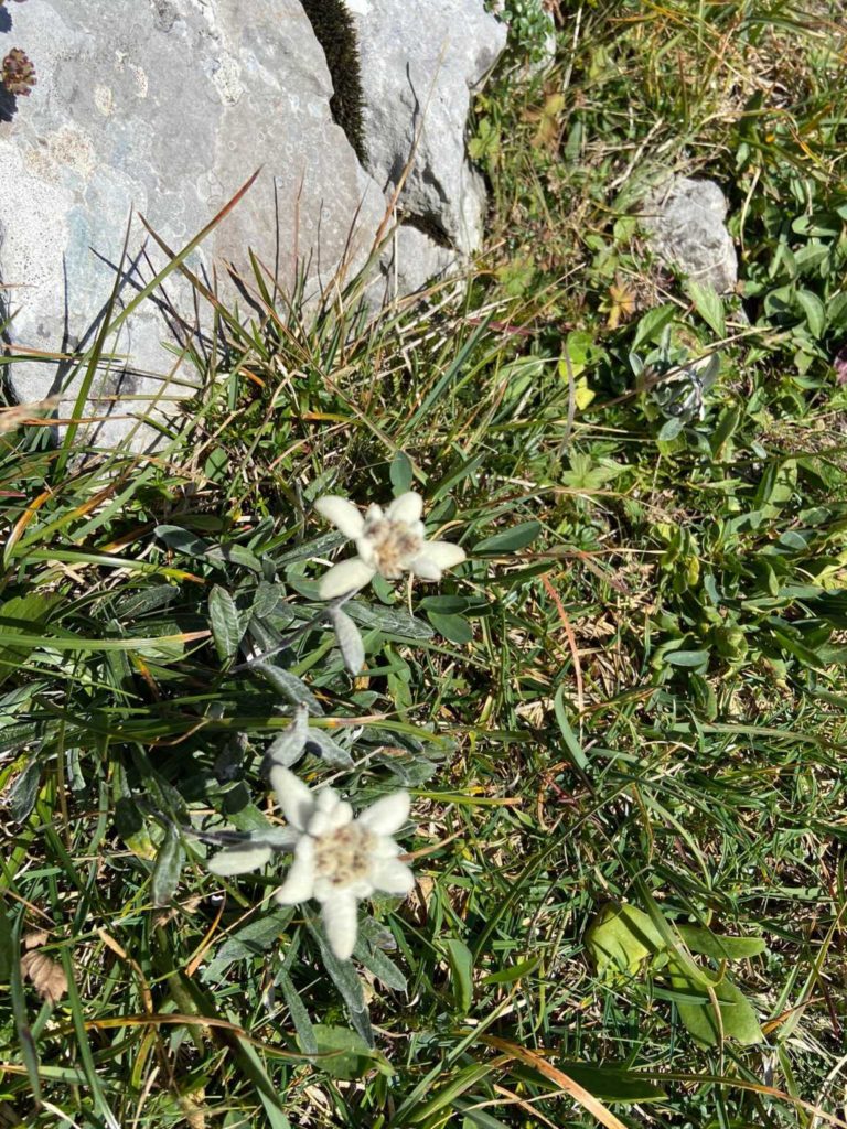Schiberg Edelweiss
