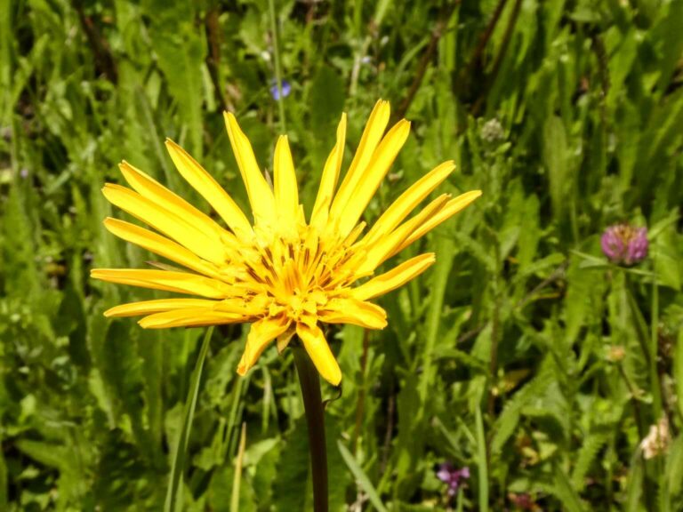 Bild07_2021_SACFadära_Bild07_P1100422-16-2
