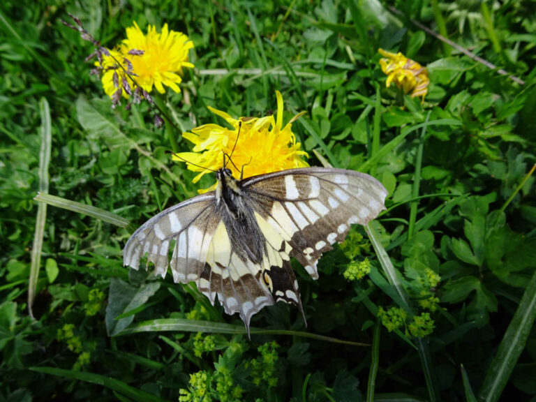 DSC00186