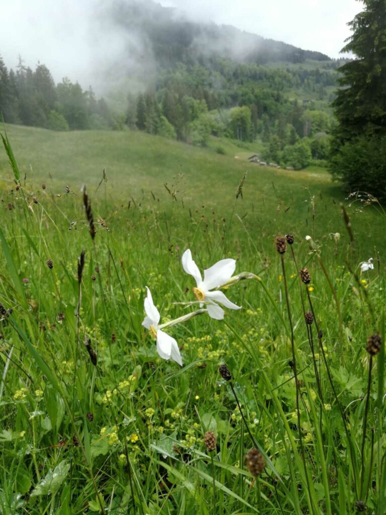 IMG-20210606-WA0005