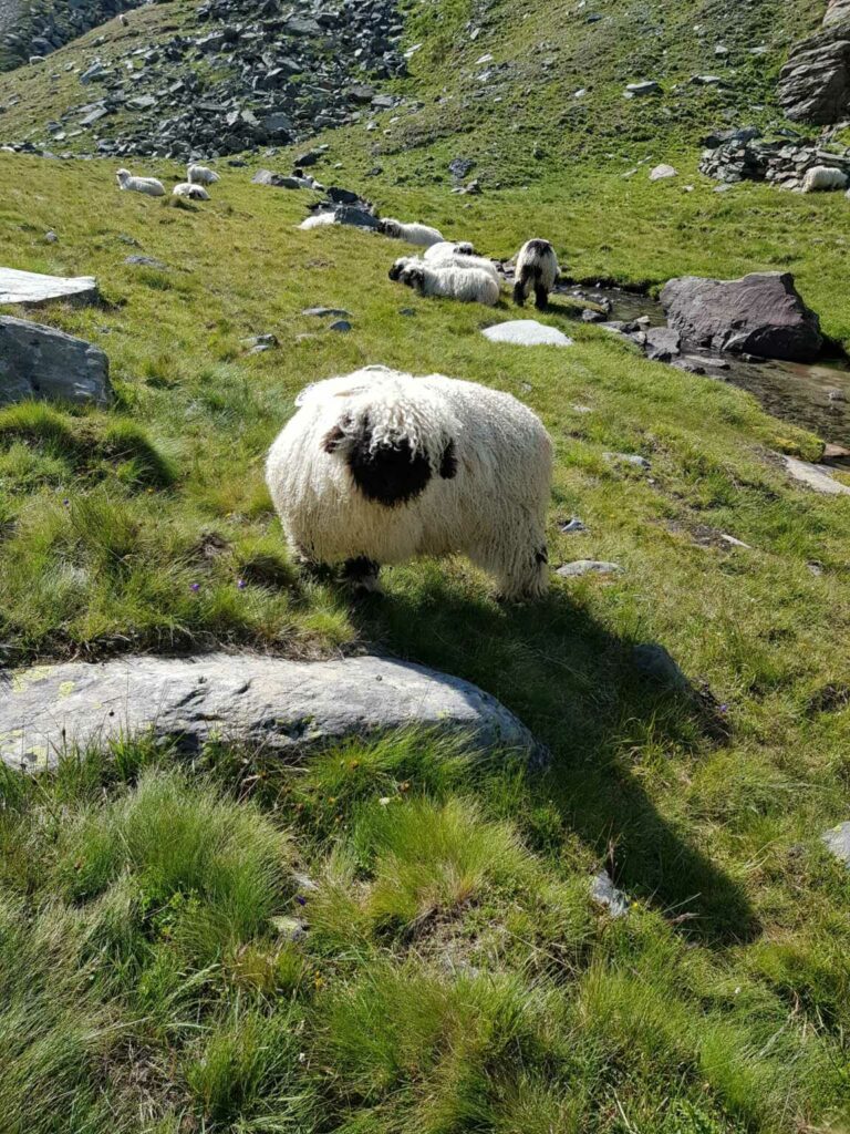 Rimpfischhorn_18