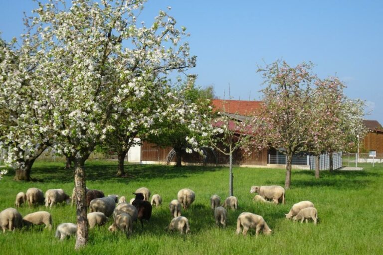 SACKaiserstuhl_Bild02_DSC01672