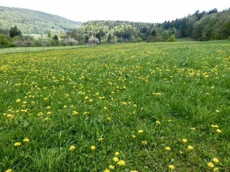 SACKaiserstuhl_Bild17_P1120695-15-2