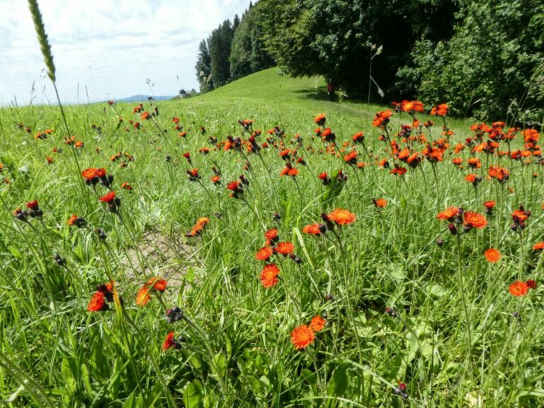 2022_SACDegersheim_Bild15_P1120896-52-2