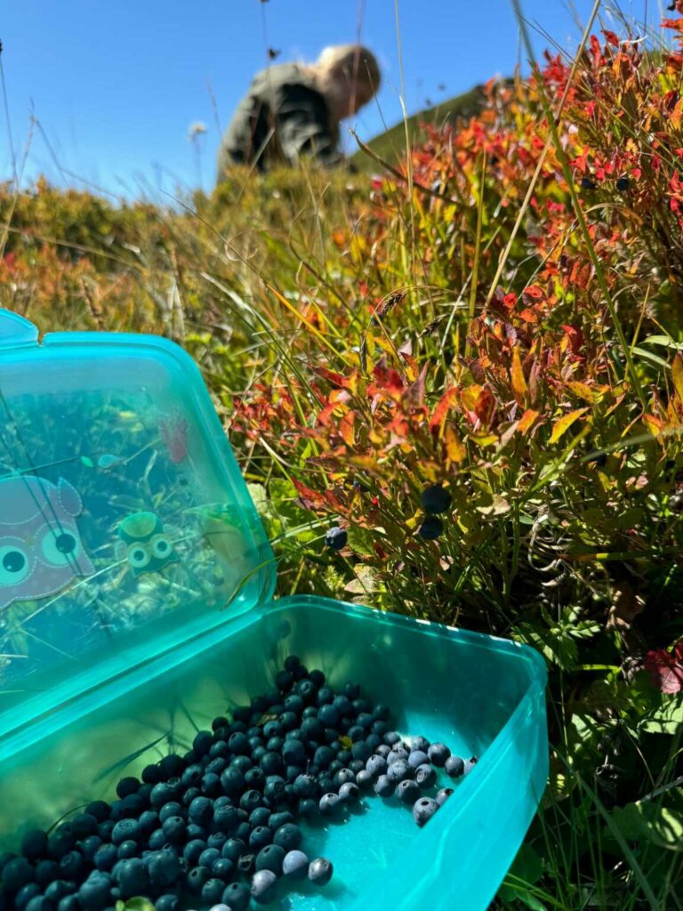 Heidelbeeren